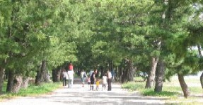 Inside Amanohashidate Park